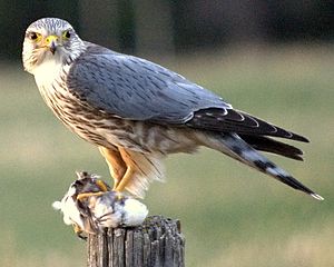 A type of falcon