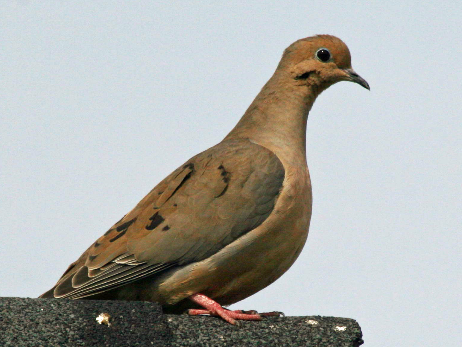 A type of dove