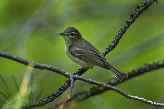 A type of green bird