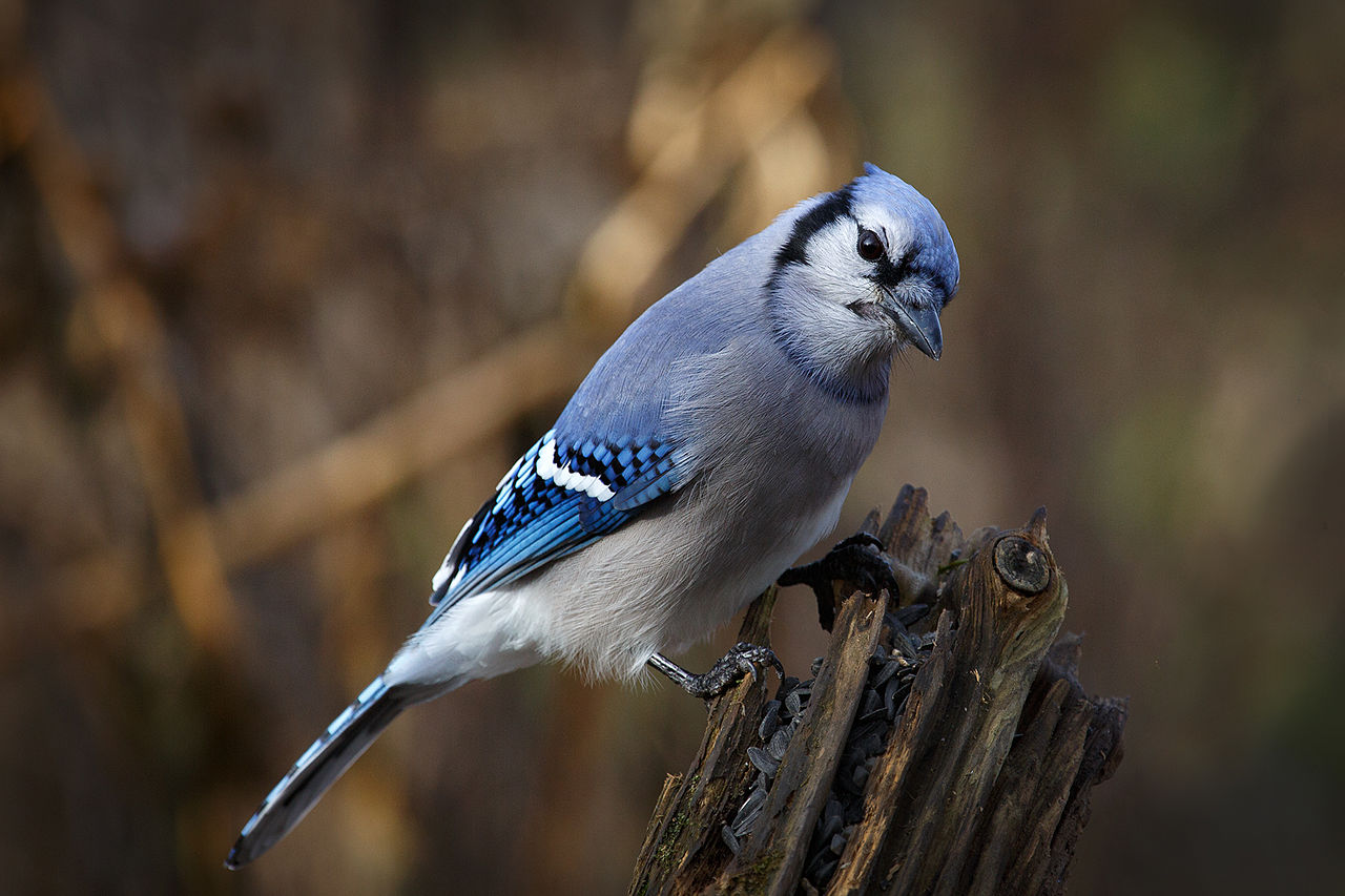 A type of blue bird