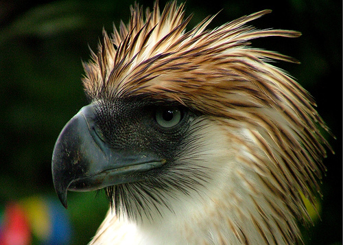 philippine eagle