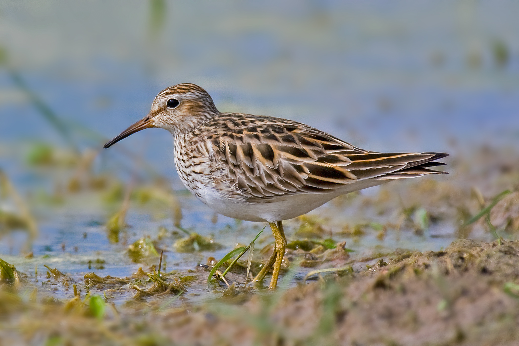 spoon-billed sandpiper