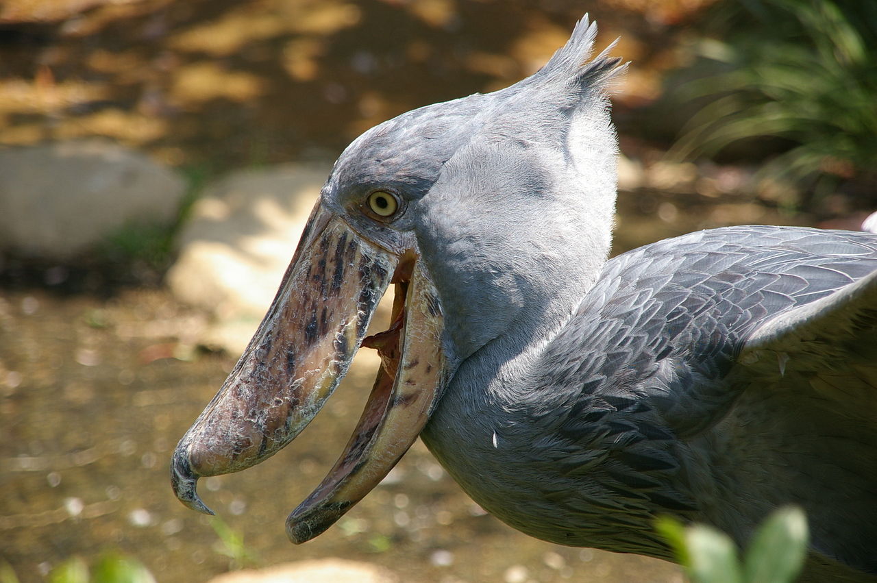 shoebill